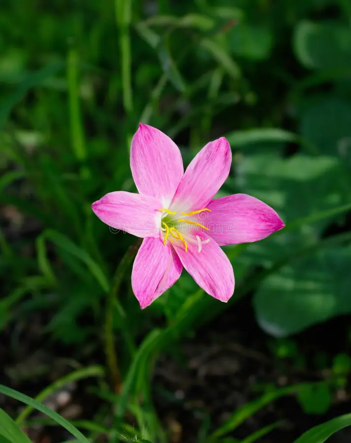 Rain Lily (Zephyranthes)
